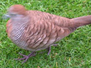 submitted by SharonH