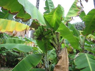 submitted by SharonH